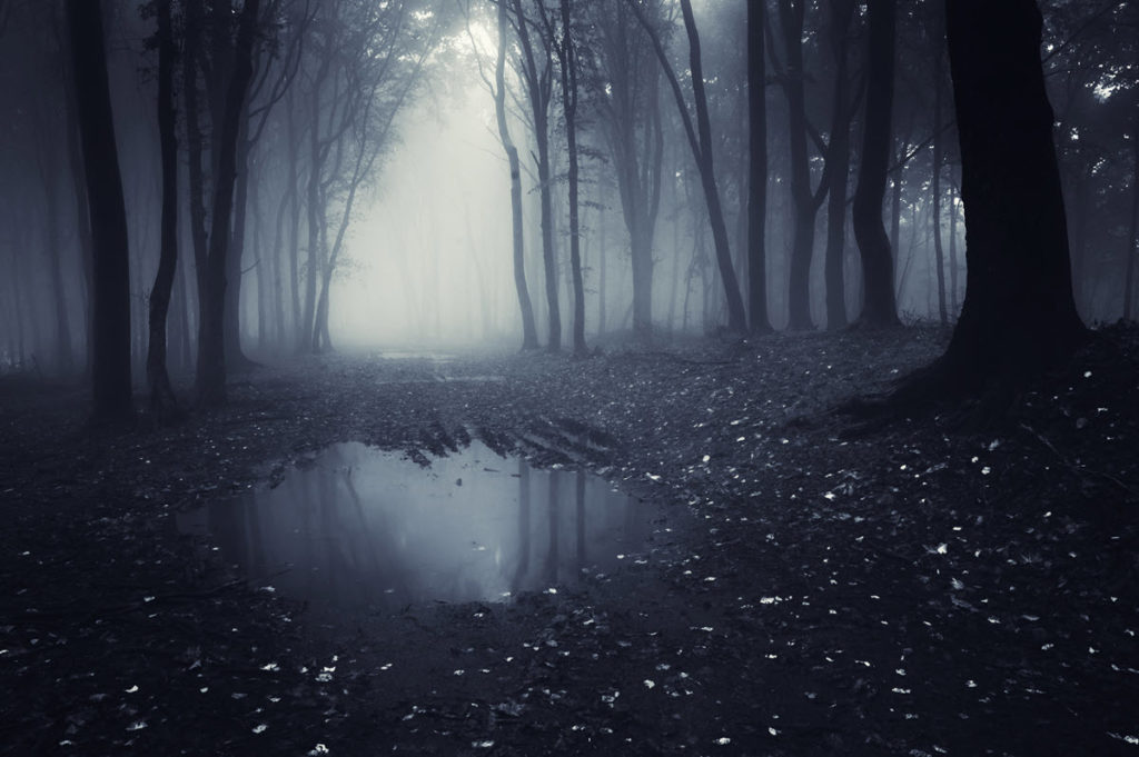 A dark and eery forest lake